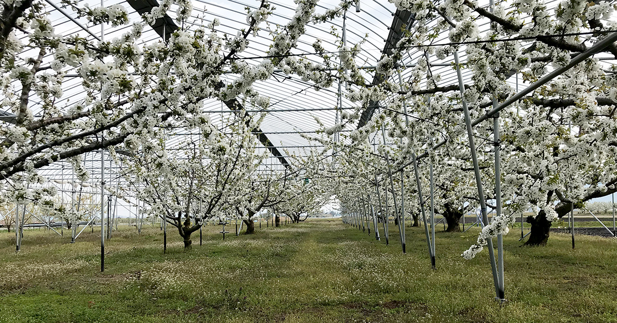 開花時期のさくらんぼ果樹園　小さな白花が一斉に咲きます