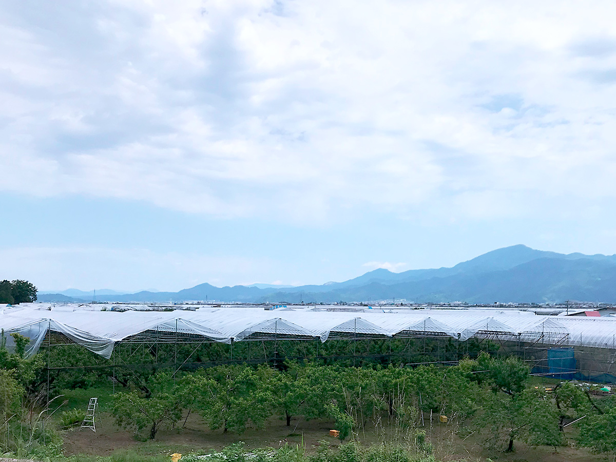 一面が白い海原のようにビニール屋根の景色が広がります